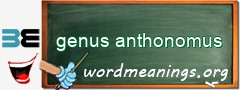 WordMeaning blackboard for genus anthonomus